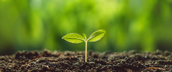 땅속에서 자라나는 식물