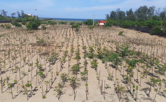 타밀 나두 주의 마하발리푸람에 심어진 3000그루의 나무